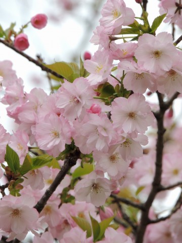 桜、花見名所穴場情報関連
